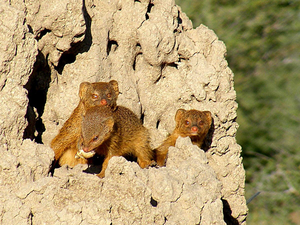Villa Waterberg Wilderness - One Namibia Habitación foto